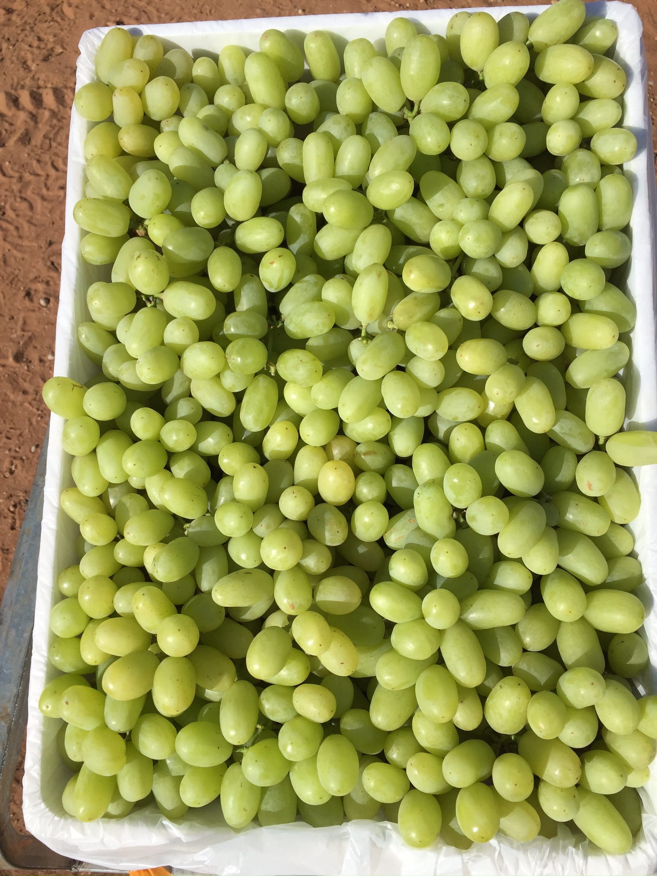 Green Grapes 4