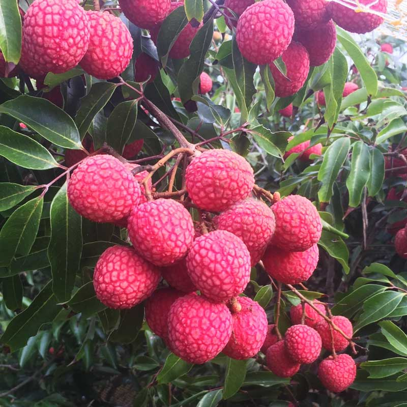 Lychee