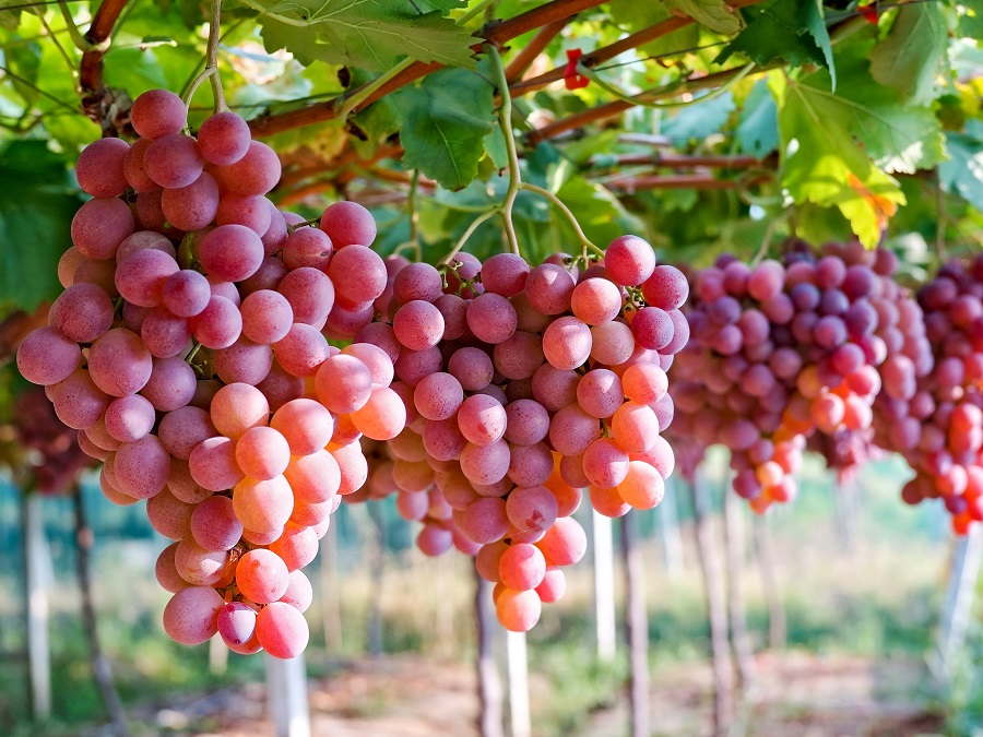 Red Grapes
